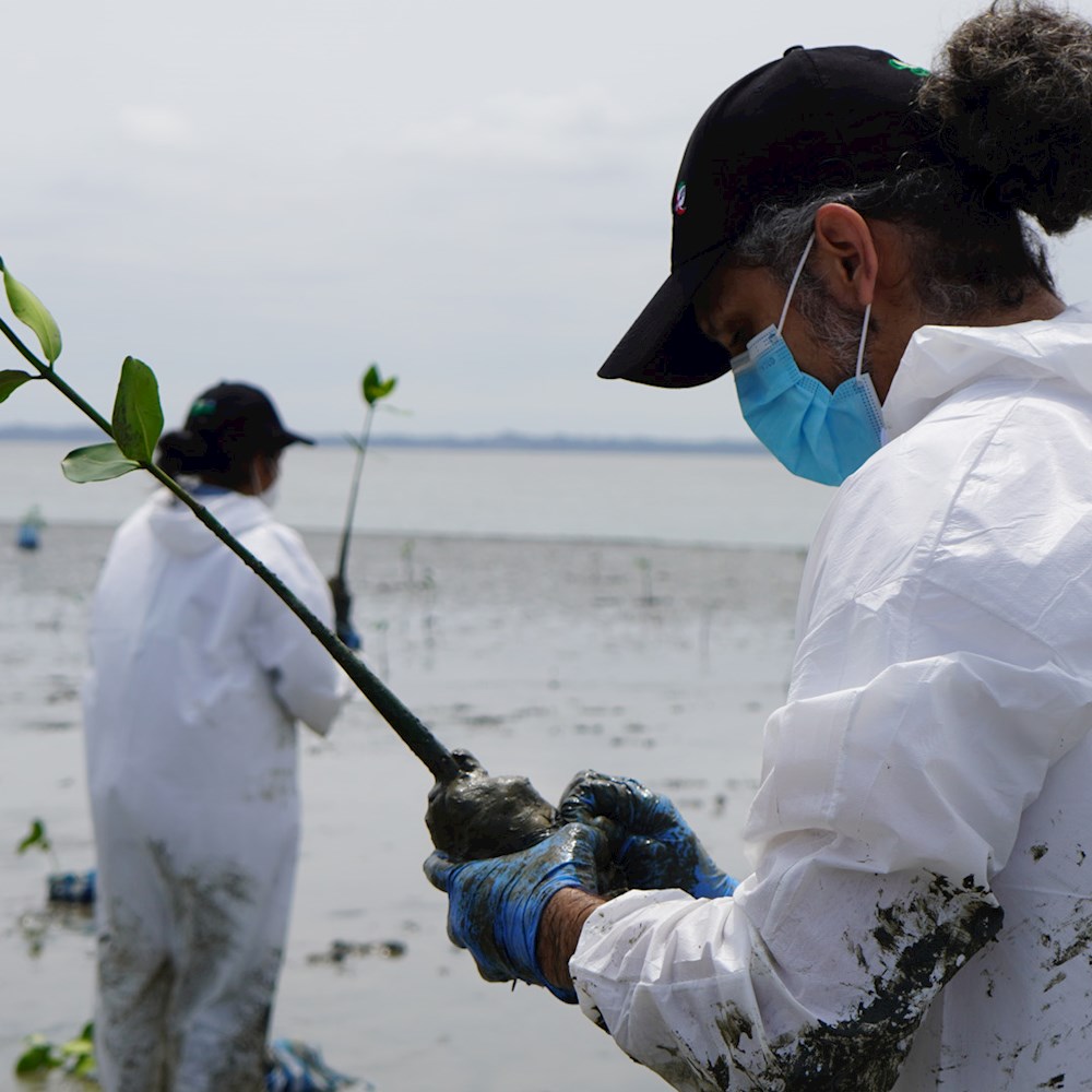 Preserving Puná Island's Mangroves For Water Sustainability