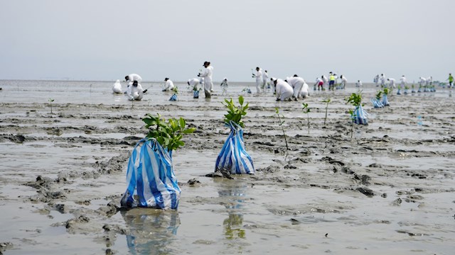 Planted Mangroves